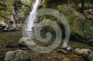Baby seal in natural forest pool with waterfall
