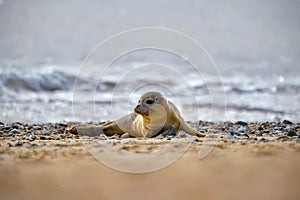 Baby seal in Norfolk, UK