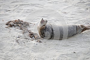 Baby Seal with pink tongue at Children\'s Pool Beach - Pacific Harbor Seal