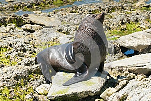 Baby seal playing on rock seacoast