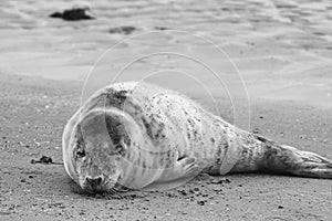 Baby seal relaxing enjoying the lovely day on a Baltic Sea beach. Seal with a soft fur coat long whiskers dark eyes and