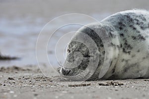 Baby seal relaxing enjoying the lovely day on a Baltic Sea beach. Seal with a soft fur coat long whiskers dark eyes and