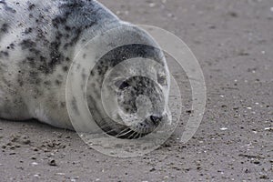 Baby seal relaxing enjoying the lovely day on a Baltic Sea beach. Seal with a soft fur coat long whiskers dark eyes and