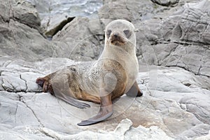 Baby seal on the rocks of Kaikoura photo