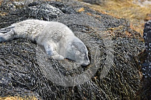 Baby Seal on Rocks Layered in Seaweed in Maine