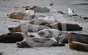 Baby Seal in the sand at Children\'s Pool Beach - Pacific Harbor Seal