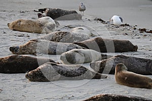 Baby Seal in the sand at Children's Pool Beach - Pacific Harbor Seal