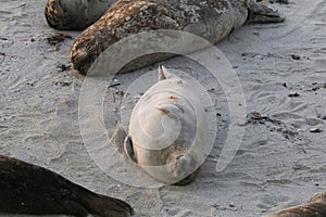 Baby Seal in the sand at Children\'s Pool Beach - Pacific Harbor Seal