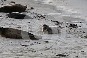 Baby Seal in the sand at Children\'s Pool Beach - Pacific Harbor Seal