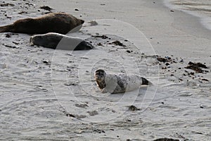 Baby Seal in the sand at Children\'s Pool Beach - Pacific Harbor Seal