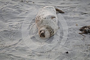 Baby Seal in the sand at Children\'s Pool Beach - Pacific Harbor Seal