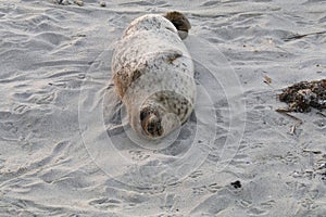 Baby Seal in the sand at Children\'s Pool Beach - Pacific Harbor Seal photo