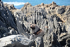 Baby seal, Seal coast New Zealand