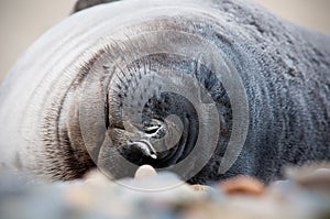 Baby Seal Sleeping