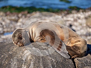 Baby seal sleeping on a stone in the sun