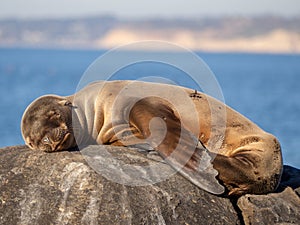 Baby seal sleeping on a stone in the sun