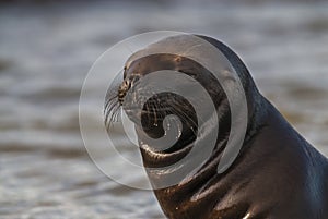 Baby Seal photo