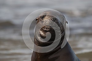 Baby Seal photo