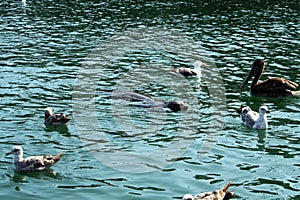 Baby seal surrounded by pelicans