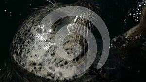 Baby seal waving palm, slow motion