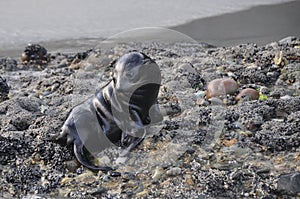 Baby Seal in Wharariki Beach