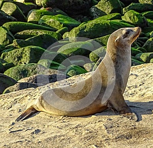 Baby sealion relaxing in the sun