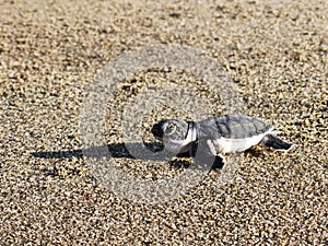 baby seaturtle on the beach