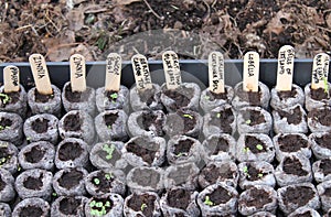 Baby Seedlings