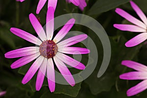 Baby Senetti flowers