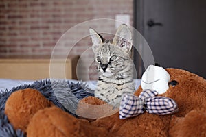 Baby serval cat with teddy bear