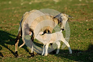 Baby sheep