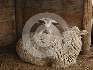 Baby sheep climbing mother