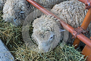 Baby sheep eating grass from a pen in South Korea