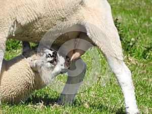 Baby sheep feeding from its mother sheep in a sun-drenched meadow in Ireland