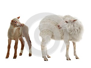 baby sheep and female sheep on a white