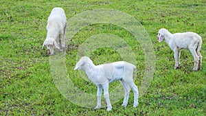 Baby sheep on grass