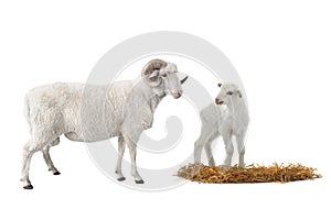 Baby sheep and male sheep