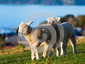 Baby sheep @ Omana regional park, New Zealand