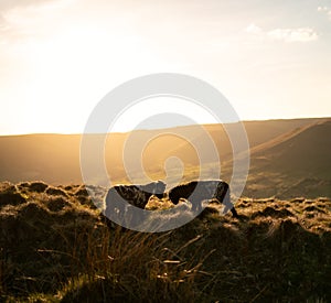 Baby sheep in the sunset