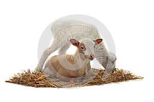 Baby sheep on a white