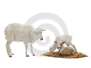 Baby and sheep on a white