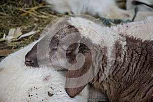 Baby sheep, white and brown lambs lying on the hay in a farm, agriculture, rural scene, cute livestock animals - close-up