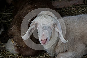 Baby sheep, white and brown lambs lying on the hay in a farm, agriculture, rural scene, cute livestock animals - close-up