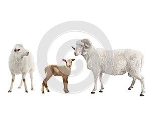baby sheep, woman and male sheep
