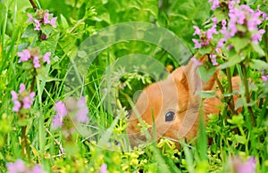 Baby shy bunny sitting in spring grass
