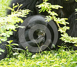 Baby siamang ape with mom in a grass field