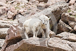 Baby Sibling Mountain Goat Twins on Mt. Evans