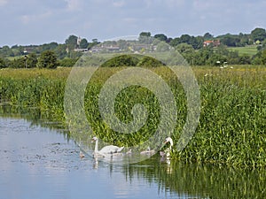 Baby Signets Male Female Swans on River