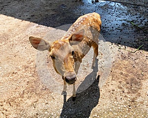 Baby Sika Deer