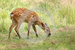 Baby the sika deer Cervus nippon photo